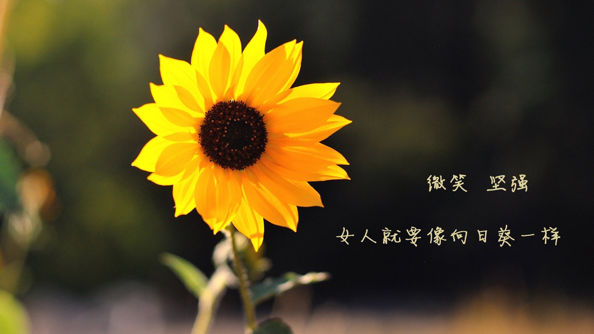 LCK战队阵容深度增强，lck队伍阵容